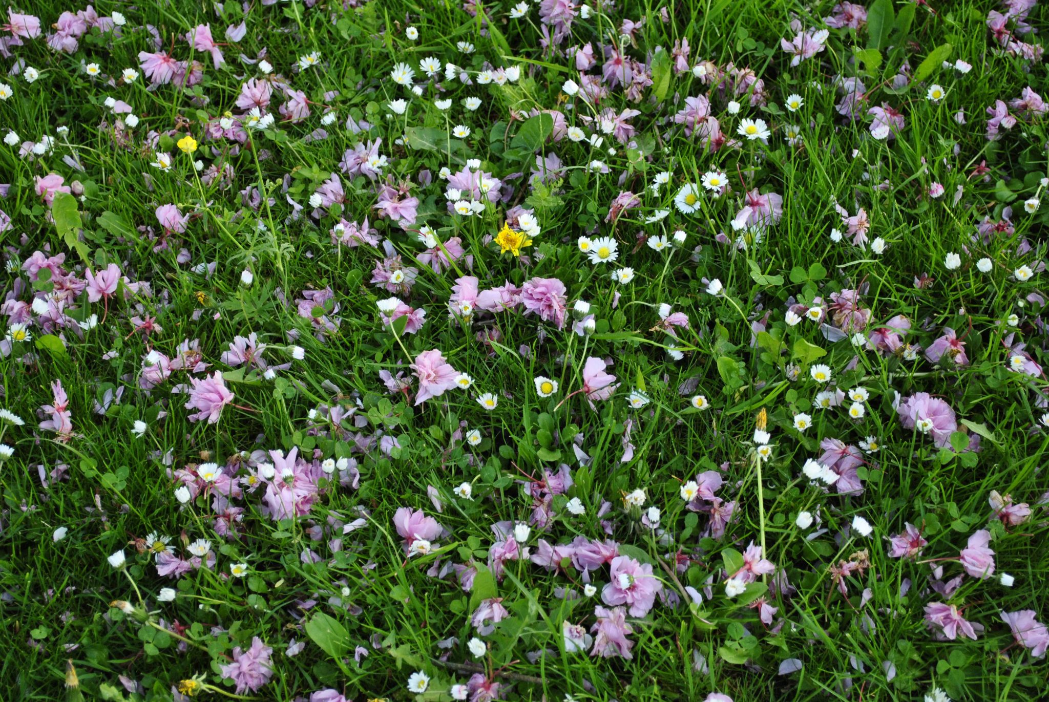 herbalicja