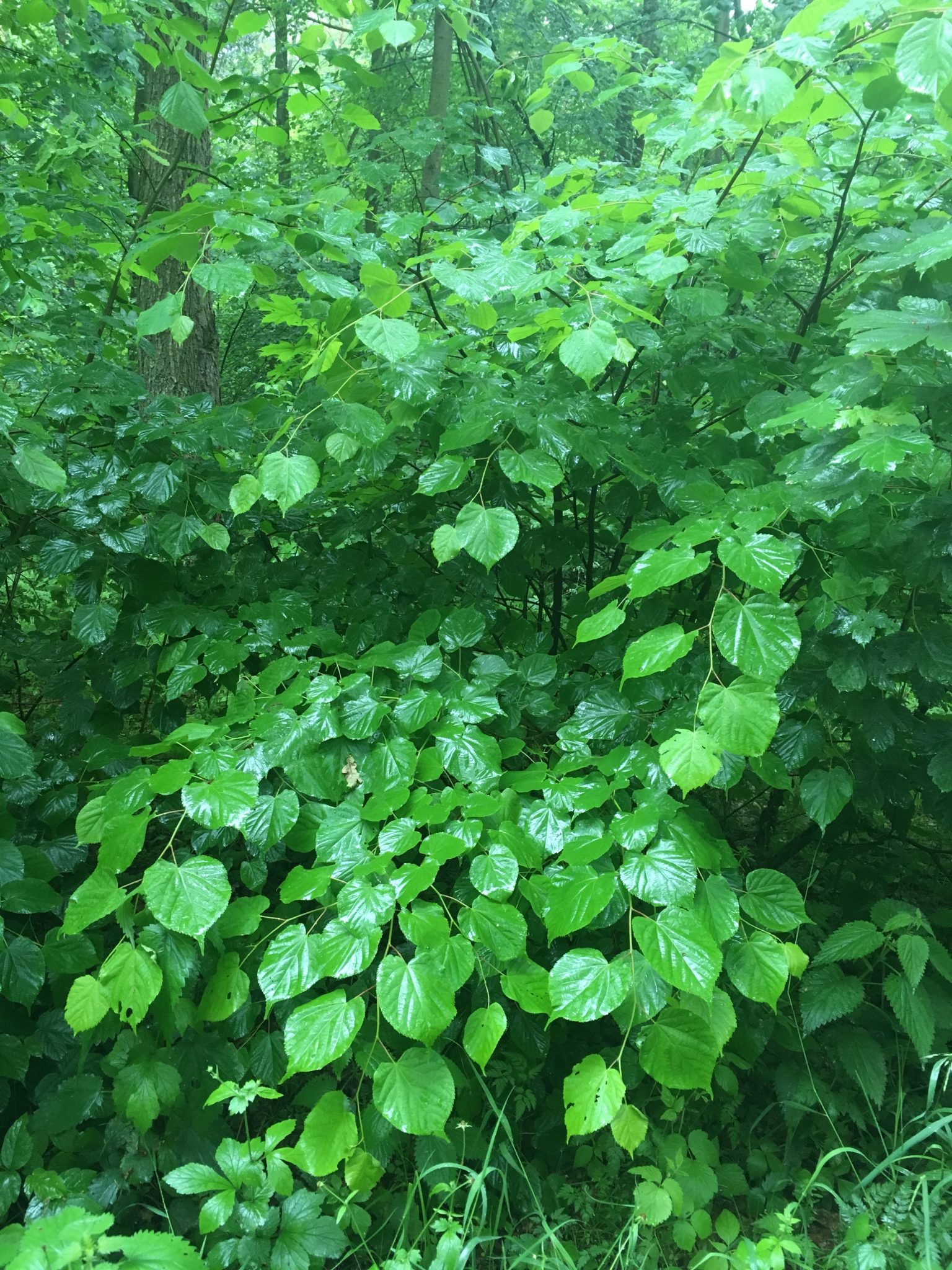 herbalicja
